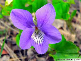 Violette des bois, Violette sauvage, Violette de Reichenbach, Viola  reichenbachiana : planter, cultiver, multiplier