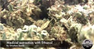 You need to decarboxylate your dried organic solvents include compounds such as butane, propane, or alcohol (methanol or ethanol). Video Extraction Of Cannabis Oil Rich In Cbd With Pure Ethanol