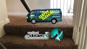 auckland steam n dry carpet cleaners