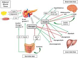 glucose homeostasis