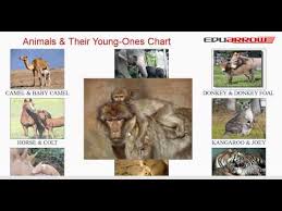 Animals Their Young Ones Chart