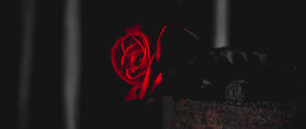 wallpaper 2560x1080 rose, red, black ...