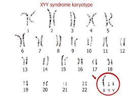 y chromosome the definitive guide