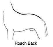 is-roach-back-bad-for-dogs