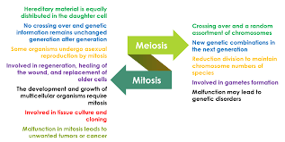 importance of mitosieiosis