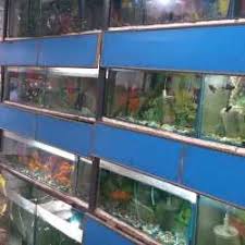 Please be aware of the terms and conditions regarding the pet fish for sale in our stores. Baby Fancy Fish Pet Shop Niyawan Pet Shops In Faizabad Justdial