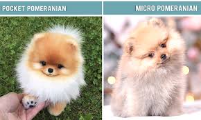 of pomeranians dog breed information