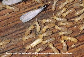 Termite damage can go undetected   and if not treated  the wood eating  insects can cause structural damage and destroy wood surfaces  Once in a  building     