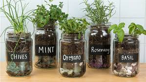 Reuse Glass Jars For Growing Herbs