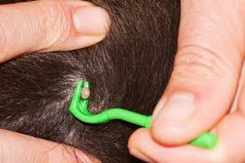 Image result for paralysis tick