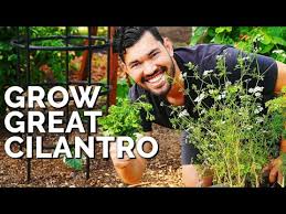 How To Grow Cilantro And Stop It From