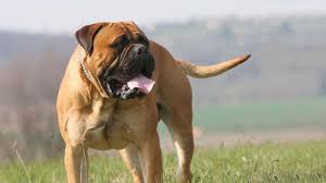 Should there not be any boxer puppy listings shown, please complete the form accordingly to register your interest in buying an boxer. International Dog Day 2020 6 Most Dangerous Dog Breeds In The World