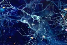 La greffe de neurones pour réparer le cerveau lésé