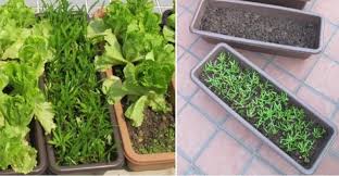 Rooftop Vegetable Gardening Design
