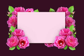 square frame of pink rose flowers template
