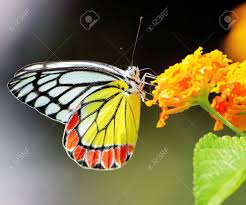 Common Jezebel Butterfly Scientific Name Of The Species Delias