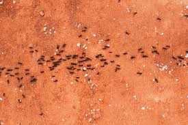 how to get rid of ants in your rv rv