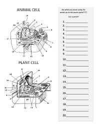 See more ideas about plant science, plant cell structure, plant cell. Animal And Plant Cells Coloring Home
