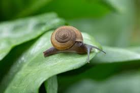 garden snails slugs