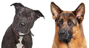 The german shepherd mix can have multiple purebred or mixed breed lineage. German Shepherd Pitbull Mix A Complete Guide To This Unusual Cross