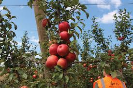 What About Using A High Rate Of Pgrs On Honeycrisp Apples