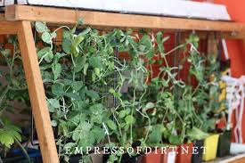 How To Grow Vegetables Indoors Easy