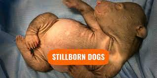 Maybe you would like to learn more about one of these? Stillborn Dogs Causes Symptoms Prevention High Risk Breeds