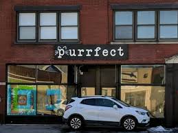 America's first japanese cat cafe. Purrfect Is Buffalo S First Cat Cafe Here S How It Works Step Out Buffalo