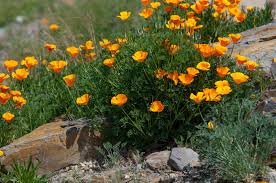 Opium poppies are annual wildflowers that come in a wide range of colors, from white to deep purple (with scarlet and pink stops along the way). California Poppy Plant Care Growing Guide