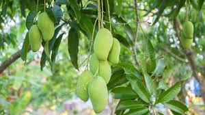how to grow mango from seed to tree