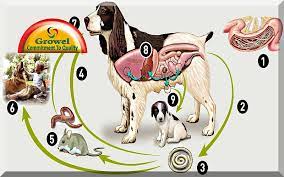 Parasites In Dogs Cause Treatment