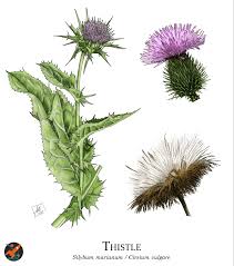 thistle magic cine and folklore