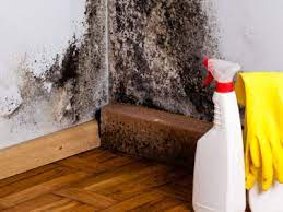 Do It Yourself Mold Removal The Money Pit