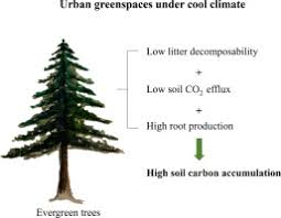 evergreen trees stimulate carbon
