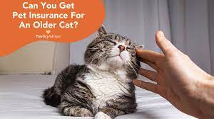 Best Pet Insurance For Senior Cats gambar png