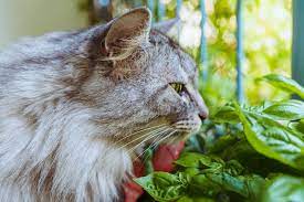is basil safe for cats