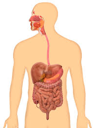 the digestive system work for kids