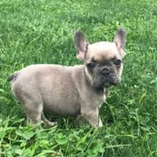 They specialize in the breeding and selling of french bulldog puppies. French Bulldog Puppy Dog For Sale In North Canton Ohio