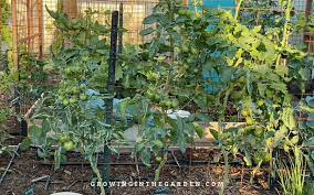 Vertical Gardening 10 Vegetables That