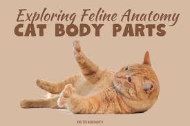 exploring feline anatomy get to know