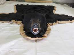alaskan black bear taxidermy rug for
