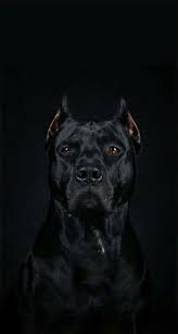 black pitbull wallpapers wallpaper cave