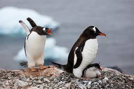 penguins aren t monogamous regularly