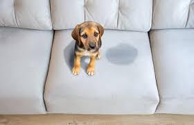 how to deep clean a couch for stain
