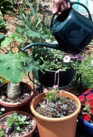 fertilizing container gardens how to