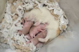 your hamster has babies
