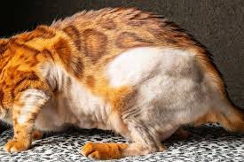 hair loss in cats causes symptoms