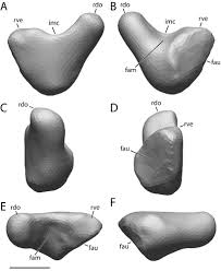 the morphology of the thirioux dodos