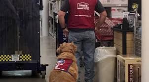 Currently, lowes companies inc has almost 2500 stores open in the countries listed above. Disabled Vet Can T Work Without His Service Dog So Lowes Hired Them Both The Dog People By Rover Com