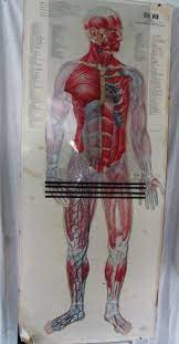 How do i contact an anatomical anatomy model? Vtg Thin Man Anatomy Chart With Overlays Scientific Medical Wall Art Education 1816926804